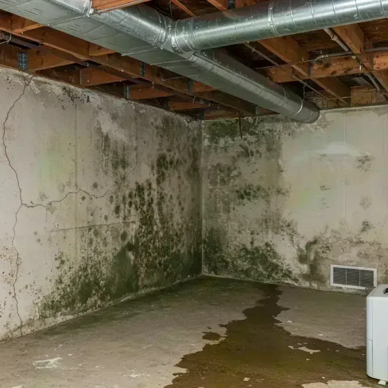 Professional Mold Removal in Bushwick, NY